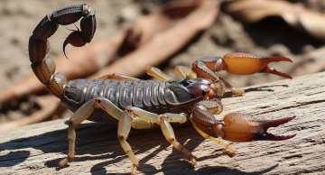 Escorpiões lideram casos de acidentes com animais peçonhentos em Botucatu em 2025 Escorpiões lideram casos de acidentes com animais peçonhentos em Botucatu em 2025