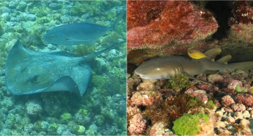 Instituto de Biociências de Botucatu (IBB) realiza 1º Encontro Virtual sobre Tubarões e Raias Instituto de Biociências de Botucatu (IBB) realiza 1º Encontro Virtual sobre Tubarões e Raias