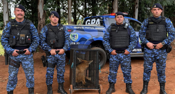 Lobo-guará é capturado em granja de Botucatu; veja vídeo Lobo-guará é capturado em granja de Botucatu; veja vídeo