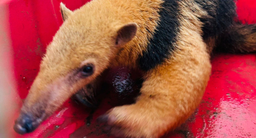 GCM resgata tamanduá-mirim nas instalações da Embraer em Botucatu