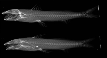 Pesquisadores da Unesp de Botucatu descobrem nova espécie de bagre na Amazônia Pesquisadores da Unesp de Botucatu descobrem nova espécie de bagre na Amazônia