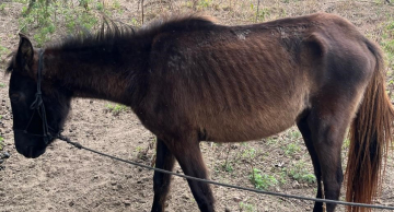 Cavalo vítima de maus-tratos é resgatado em Rubião Júnior
