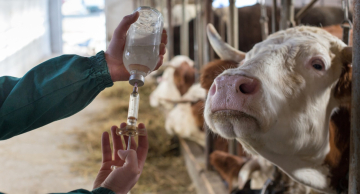 Campanha de vacinação contra a Brucelose segue até 31 de dezembro em Botucatu Campanha de vacinação contra a Brucelose segue até 31 de dezembro em Botucatu