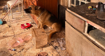 Polícia Civil encontra animais em local insalubre na zona rural de Pardinho