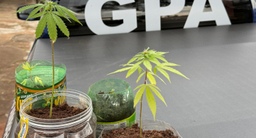 Queima de lixo termina em flagrante de plantação de maconha no quintal em Botucatu