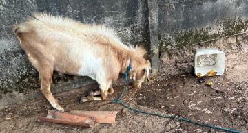 Caprinos em situação de maus-tratos são resgatados em Rubião Júnior
