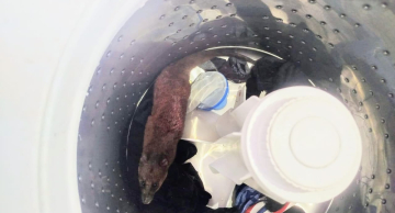 Vigilância Ambiental resgata cuíca encontrada dentro de máquina de lavar em Botucatu Vigilância Ambiental resgata cuíca encontrada dentro de máquina de lavar em Botucatu