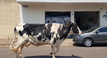 Demanda constante do Acontece Botucatu, Prefeitura sanciona lei de posse responsável de animais de grande porte