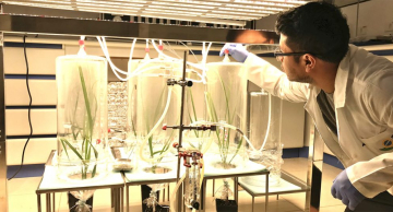 Pesquisa usa fungo como vacina para plantas, reforçando defesas da cana-de-açúcar contra infestações