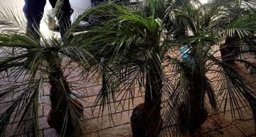 Homem é detido após furto de palmeiras em Botucatu Homem é detido após furto de palmeiras em Botucatu