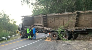 Carreta com bois de rodeio tomba na Rondon em Agudos; só dois animais sobreviveram Carreta com bois de rodeio tomba na Rondon em Agudos; só dois animais sobreviveram