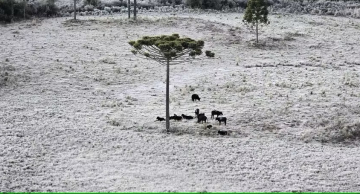 Com quase 10°C negativos, cidade da serra de SC bate recorde de frio no Brasil em 2025 Com quase 10°C negativos, cidade da serra de SC bate recorde de frio no Brasil em 2025