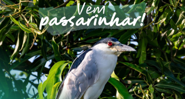 Ação de observação de aves será no Port Said no domingo (31) Ação de observação de aves será no Port Said no domingo (31)