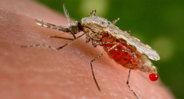 Pesquisadores alertam para possível introdução de novo vetor de malária no Brasil Pesquisadores alertam para possível introdução de novo vetor de malária no Brasil