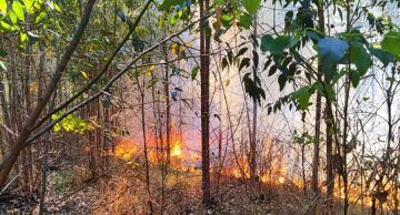 Incêndio atinge área de eucalipto em Rubião Junior Incêndio atinge área de eucalipto em Rubião Junior