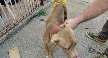 Mulher é presa em flagrante por maus-tratos a animais em Anhembi Mulher é presa em flagrante por maus-tratos a animais em Anhembi