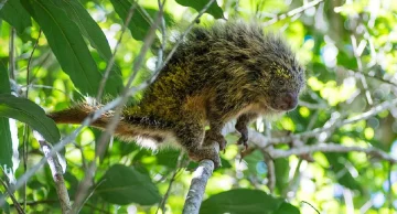 Vigilância Ambiental resgata ouriço-cacheiro em área urbana de Botucatu Vigilância Ambiental resgata ouriço-cacheiro em área urbana de Botucatu