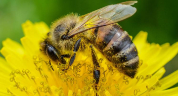 Pomada com própolis vermelha é testada para cicatrização de queimaduras Pomada com própolis vermelha é testada para cicatrização de queimaduras