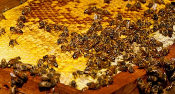 Crescimento de acidentes e mortes por picadas de abelhas se torna problema de saúde pública, alertam pesquisadores Crescimento de acidentes e mortes por picadas de abelhas se torna problema de saúde pública, alertam pesquisadores