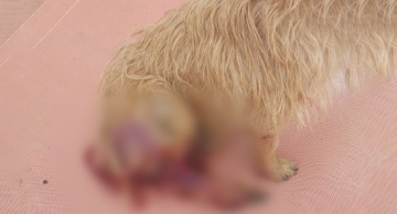 Cão é ferido por linha cortante após festival de pipas no Santa Elisa em Botucatu