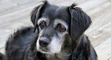 Unesp Botucatu recruta cães idosos para pesquisa sobre envelhecimento e Alzheimer canino Unesp Botucatu recruta cães idosos para pesquisa sobre envelhecimento e Alzheimer canino