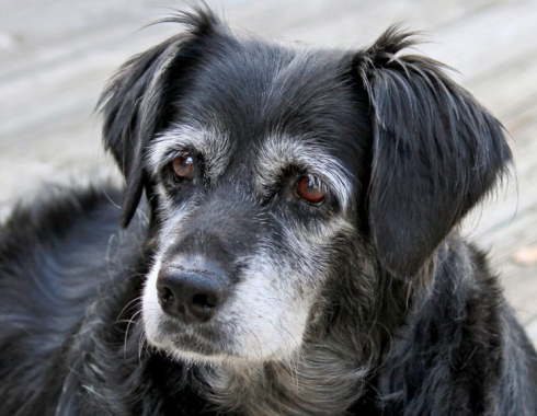 Projeto de Lei propõe regulamentar cães comunitários em Botucatu