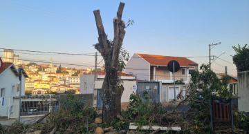 Corte de Ipê em bairro de Botucatu gera reclamações por parte de moradores; Prefeitura diz que havia risco de queda