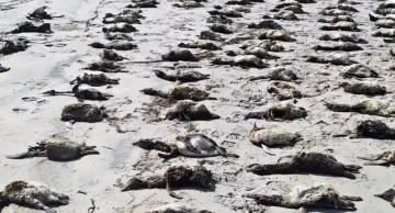 Mais de 700 pinguins são encontrados mortos no litoral de São Paulo