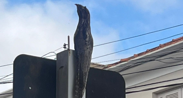 Ave rara é flagrada em plena Rua Amando de Barros em Botucatu Ave rara é flagrada em plena Rua Amando de Barros em Botucatu