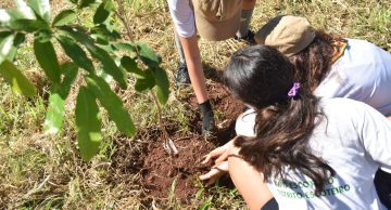 Botucatu planta mais de 1.500 mudas em setembro dentro do programa Cidade Viva Botucatu planta mais de 1.500 mudas em setembro dentro do programa Cidade Viva
