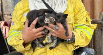 Defesa Civil resgata filhotes de gato durante incêndio em Botucatu