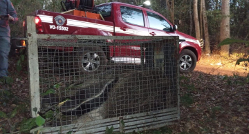 Corpo de Bombeiros faz soltura de tamanduá-bandeira em Botucatu
