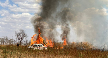 Diversos animais silvestres foram vítimas de incêndios florestais no estado de SP em 2025 Diversos animais silvestres foram vítimas de incêndios florestais no estado de SP em 2025