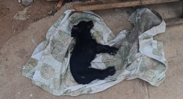 Homem é preso em Botucatu por maus-tratos a animais após operação da Polícia Civil Homem é preso em Botucatu por maus-tratos a animais após operação da Polícia Civil