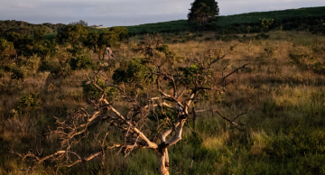 Você sabia que Botucatu tem uma área protegida chamada floresta estadual de Botucatu? Você sabia que Botucatu tem uma área protegida chamada floresta estadual de Botucatu?