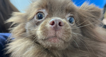 Polícia apreende sete cães em situação de maus-tratos em Botucatu Polícia apreende sete cães em situação de maus-tratos em Botucatu