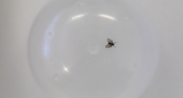 Mosquinhas do banheiro: especialistas explicam por que elas existem e os riscos que elas representam Mosquinhas do banheiro: especialistas explicam por que elas existem e os riscos que elas representam