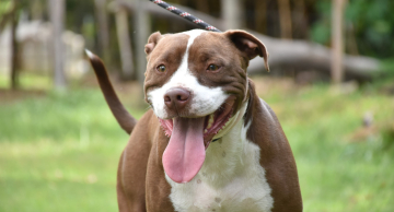 Canil de Botucatu promove nova Feira de Adoção de cães e gatos no sábado (18)