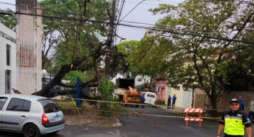 Árvore cai sobre a rede elétrica e interdita trecho central de Botucatu