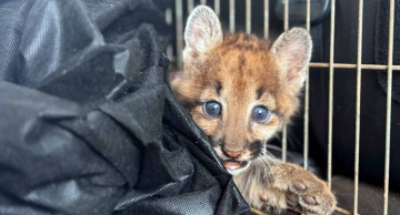 Filhote de onça-parda recebe cuidados na Unesp de Botucatu após ser resgatado em plantação de cana