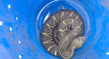 Operação policial em Botucatu surpreende com apreensão de armas e uma cobra cascavel em cativeiro