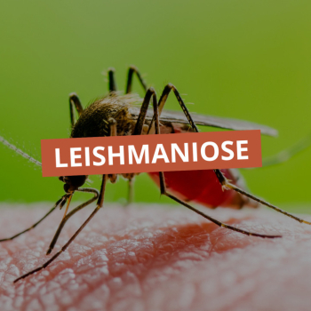 Leishmaniose: Botucatu reforça alerta sobre transmissão e prevenção