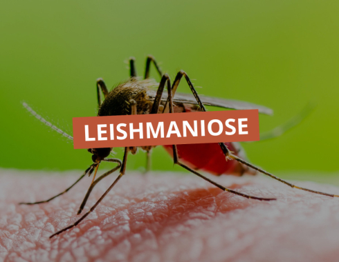 Leishmaniose: Botucatu reforça alerta sobre transmissão e prevenção