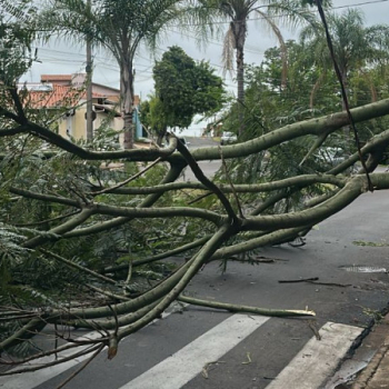 Queda de árvore interdita parcialmente avenida em Botucatu