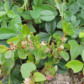 Pesquisa com participação da Unesp Botucatu identifica potencial terapêutico em planta nativa brasileira