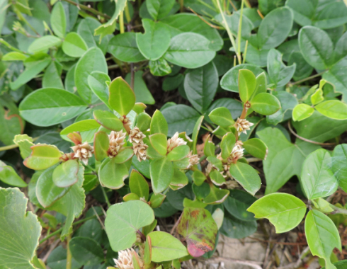 Pesquisa com participação da Unesp Botucatu identifica potencial terapêutico em planta nativa brasileira
