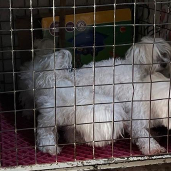 Operação flagra canil clandestino com cães em situação de maus-tratos em Botucatu, diz Polícia Civil