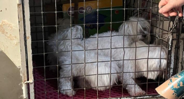 Operação flagra canil clandestino com cães em situação de maus-tratos em Botucatu, diz Polícia Civil