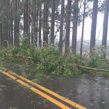Risco de queda de eucaliptos aumenta na serra entre Botucatu e Pardinho, alerta Defesa Civil