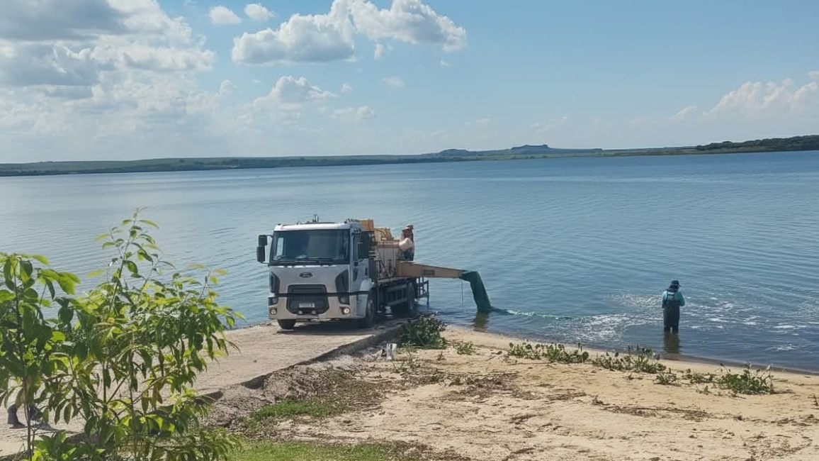 Empresa realiza soltura de mais de 20 mil peixes no Rio Tietê, na região do Rio Bonito